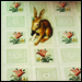hare.jpg
