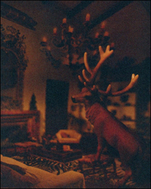 stag2.jpg
