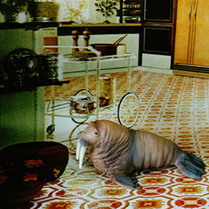 walrus2.jpg